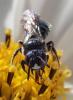 Ceratina chalybea